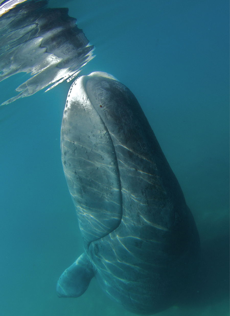 This underwater photo shows a bowhead whale off the eastern coast of Baffin - photo 3