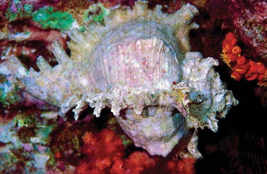 Shown here is a murex sea snail Murex shells are often adorned with many long - photo 4