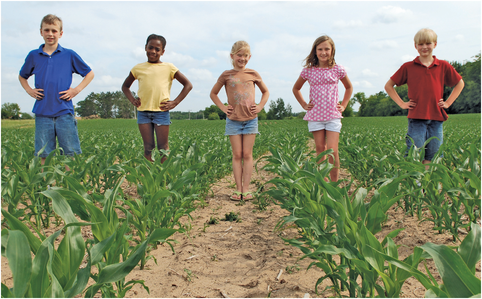 More corn seeds are planted each year in the United States than any other kind - photo 10