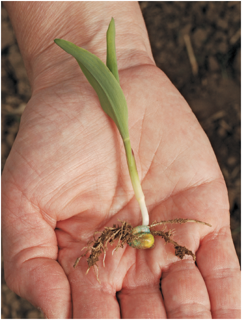 The beginning of a new plant is curled up inside each seed Moisture from the - photo 11