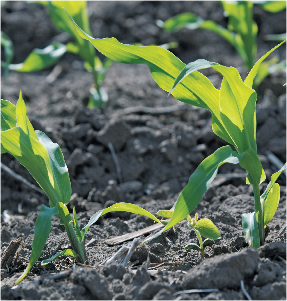 A corn seed doesnt seem like much but look out When it is placed in good soil - photo 12