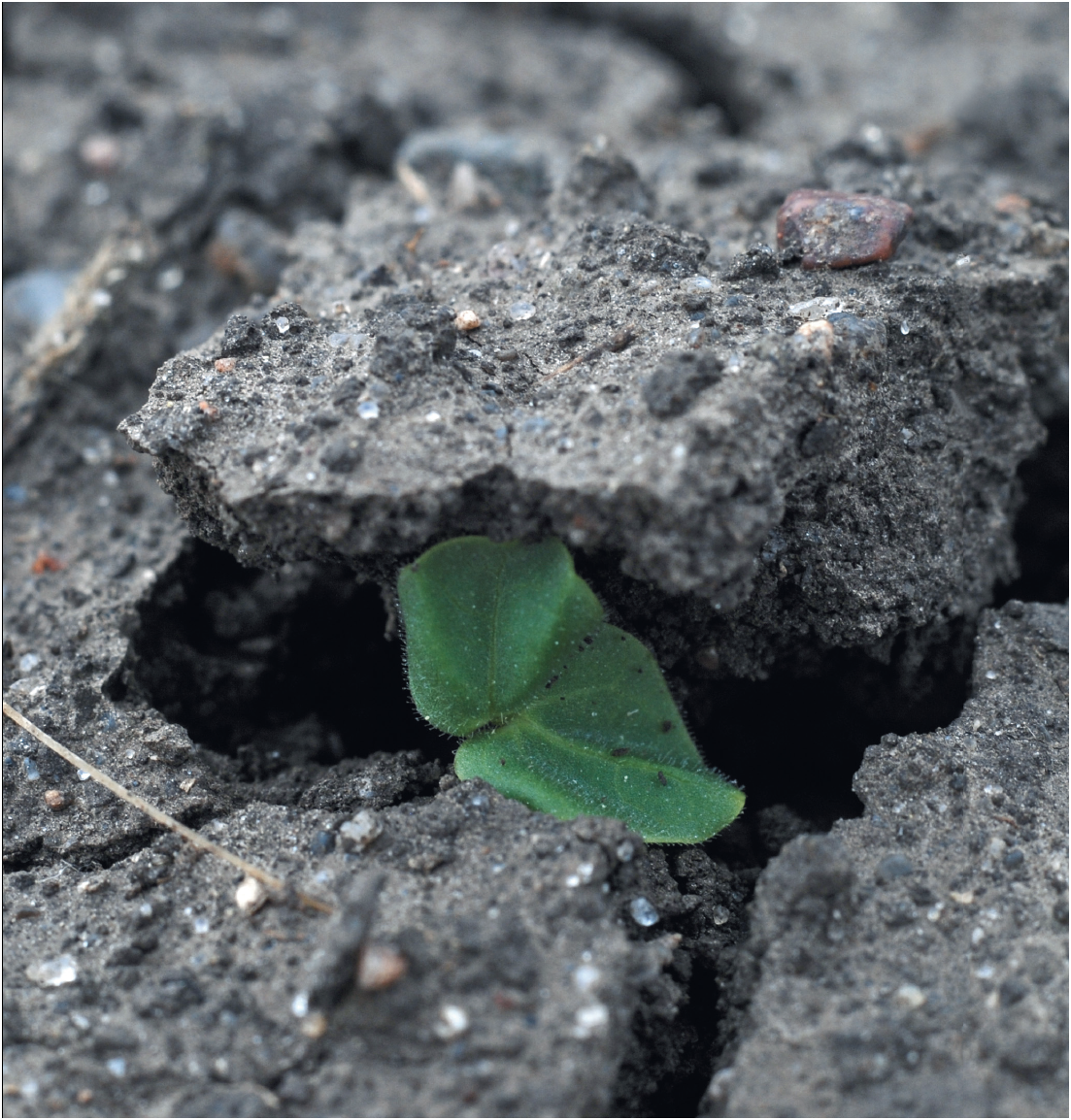 Soil is another ingredient needed to make food This tiny layer of our Earth is - photo 15