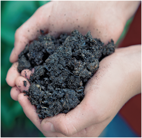 Soil is another ingredient needed to make food This tiny layer of our Earth is - photo 16