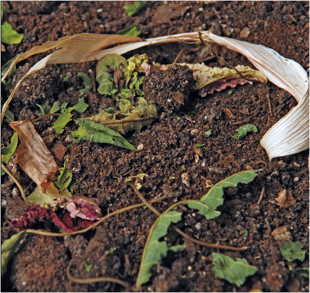 Earthworms amoebas mites and moles also live in the soil As they search for - photo 18