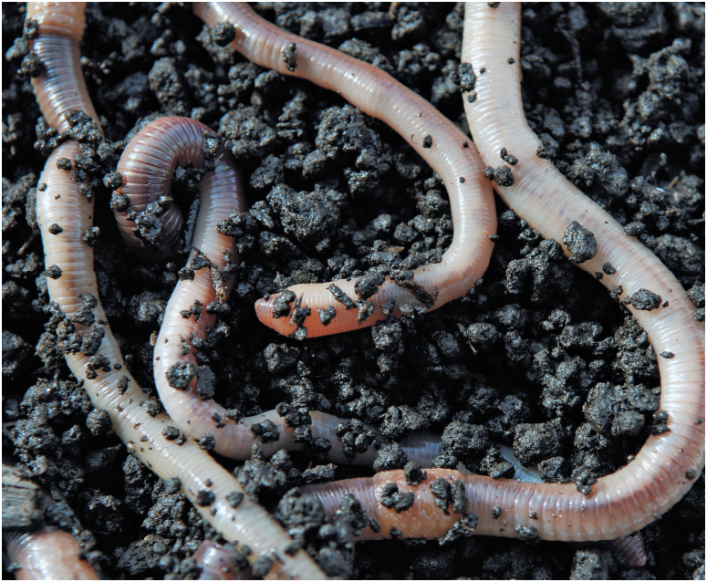 Earthworms amoebas mites and moles also live in the soil As they search for - photo 20