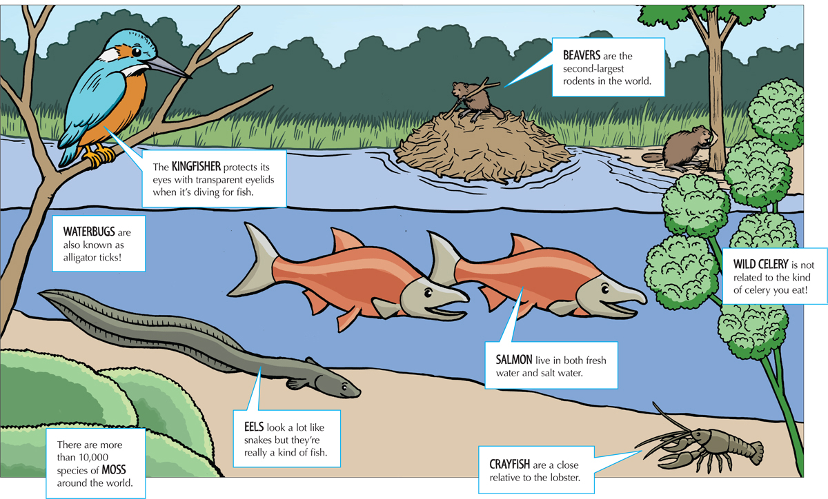 There are more than 165 major rivers on our planet plus thousands of smaller - photo 3