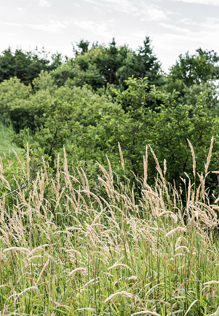 The Landscapes of Anne of Green Gables The Enchanting Island that Inspired L M Montgomery - image 1