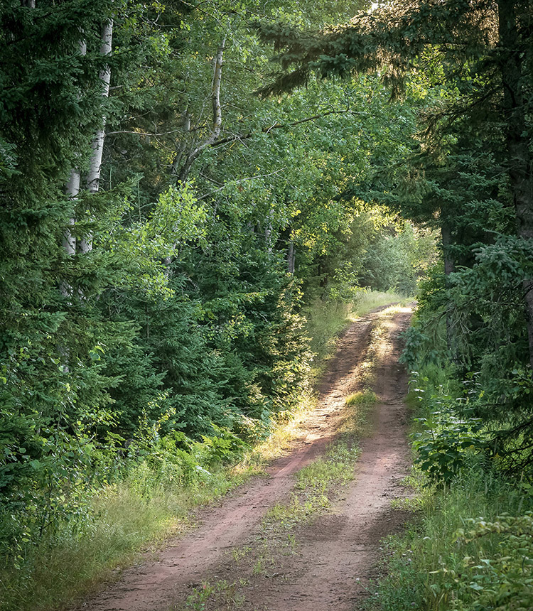 A road through the woods looking much as it would have in Montgomerys day In - photo 8