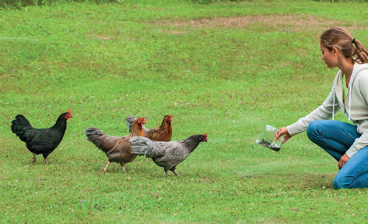 But if you want to keep chickens theyre going to need a place to live and - photo 8