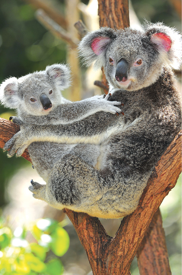 Several wildlife parks in and near Sydney offer chances to get up close to and - photo 12