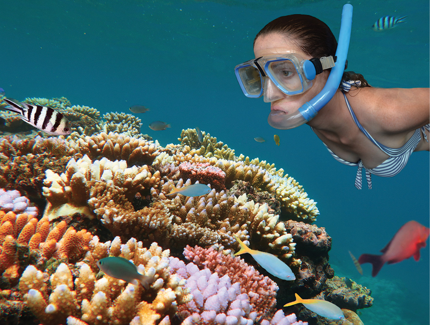 Snorkeling or diving the Great Barrier Reef is tops on the list for many - photo 7