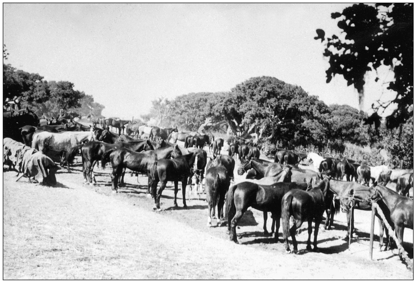 Prior to World War II many cavalry and field artillery units depended upon - photo 8