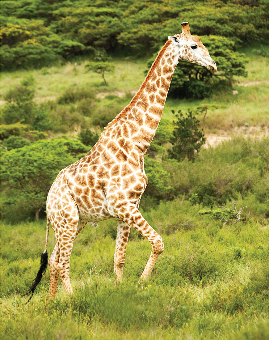 The giraffe is one of the many amazing animals that can be seen in South - photo 3