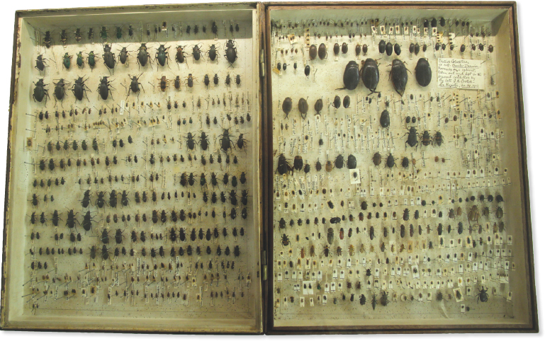 Some specimens have survived from Charless huge collection of beetles The - photo 10