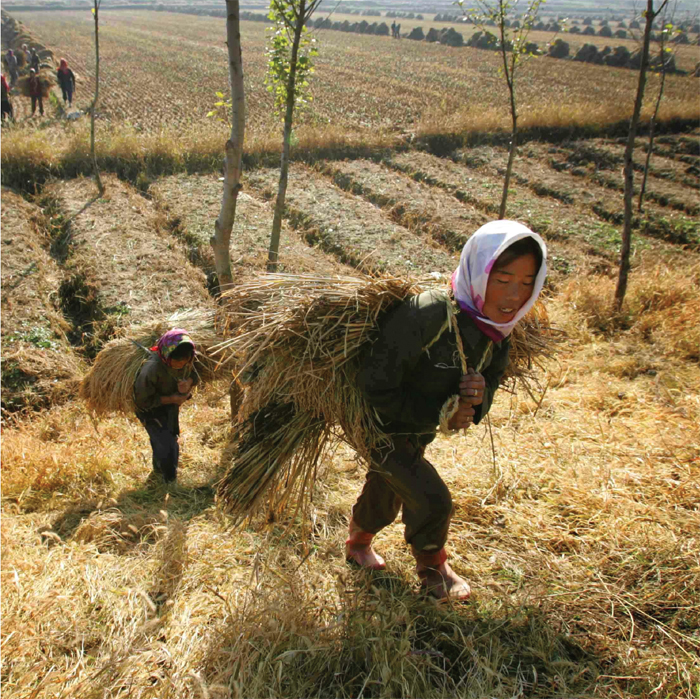 Rice growing began during Chinas Han Dynasty rule These workers are - photo 5