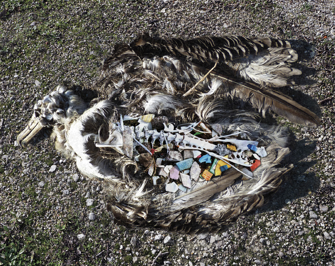 This seabird found on Midway Island died from ingesting plastic garbage - photo 4