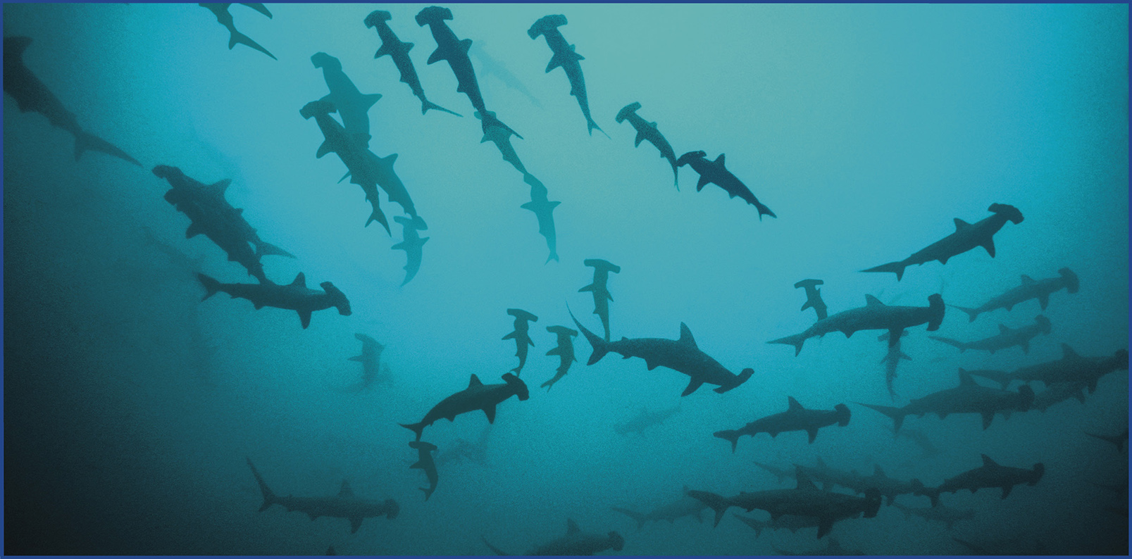 Scalloped hammerheads have a distinctive shape that makes them instantly - photo 3