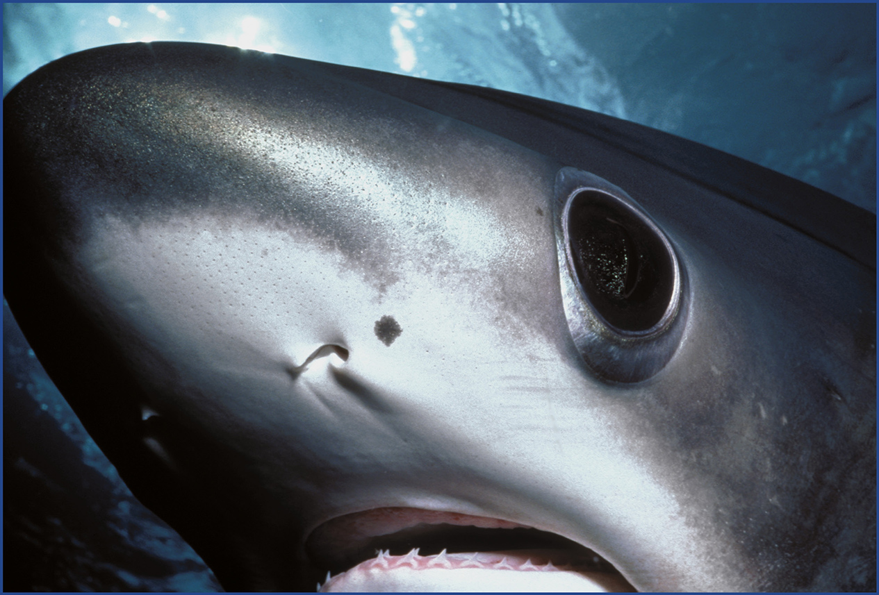 A bigeye thresher shark at Cocos Island But Cocos Island isnt easy to get to - photo 5