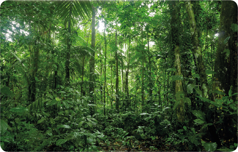 The Amazon rain forest spans nine countries in South America DID YOU KNOW At - photo 4