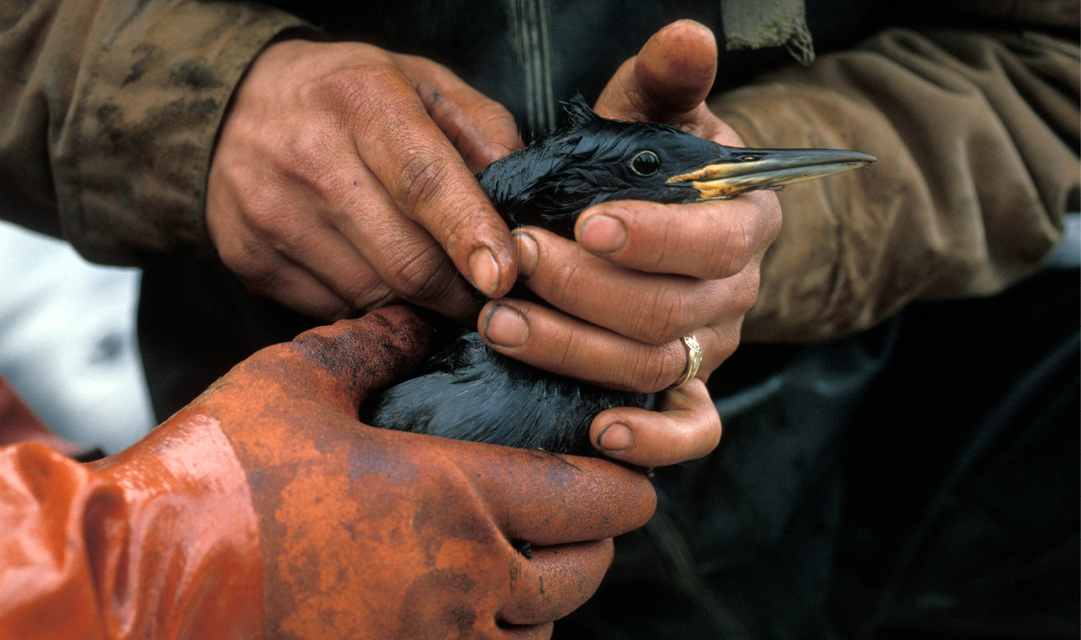 Rescuers held a cormorant covered in oil Hundreds of thousands of birds were - photo 8