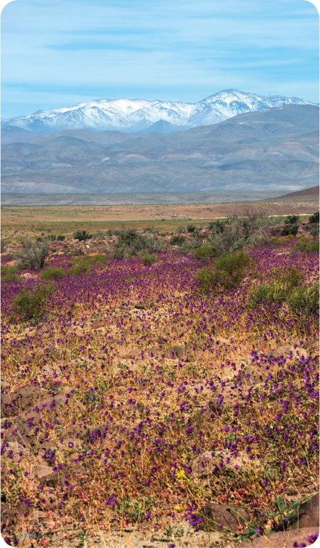 The flowers in the Atacama Desert in Chile last for only a very brief time DID - photo 7