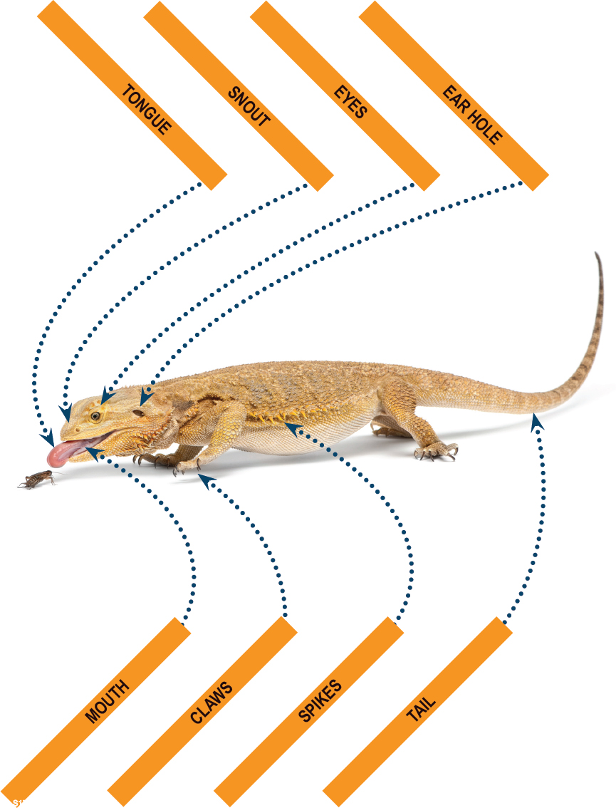 GLOSSARY uh-GREH-siv strong and forceful BREED to mate and raise a certain - photo 2