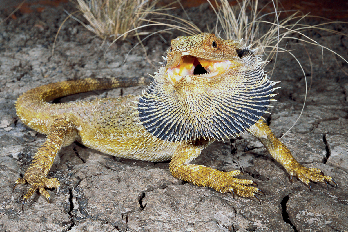 The beard on this dragon became darker as it extended out from its neck - photo 7