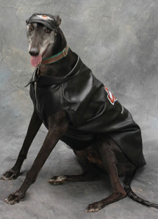 A canine biker sports a Harley-Davison jacket and cap People are clamoring for - photo 6