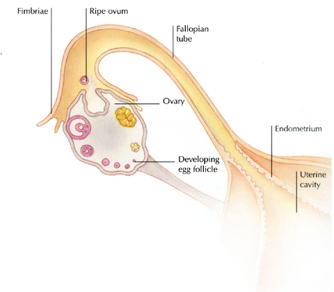 day SPERM For fertilization to take place a sperm has to penetrate and fuse - photo 7