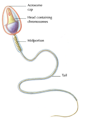 day GENES Although your baby inherits 50 percent of her genes from you and - photo 8