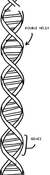 Why is DNA so complicated Because it contains all the information necessary to - photo 12