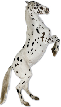 Image Credit Shutterstockcom An Appaloosa horse Horses are symbols of grace - photo 2