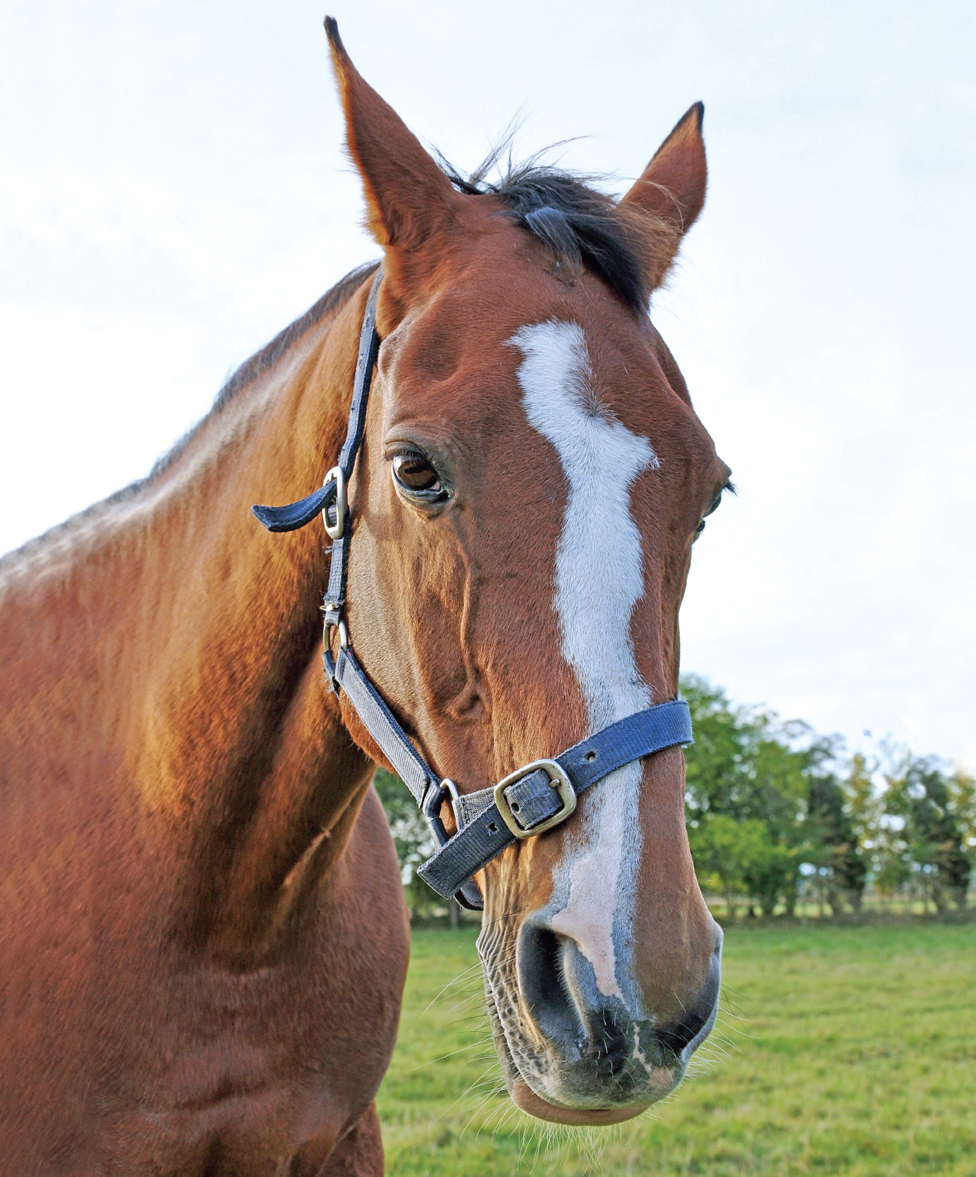 Image Credit Shutterstockcom Horses are strong and powerful animals Horses - photo 3