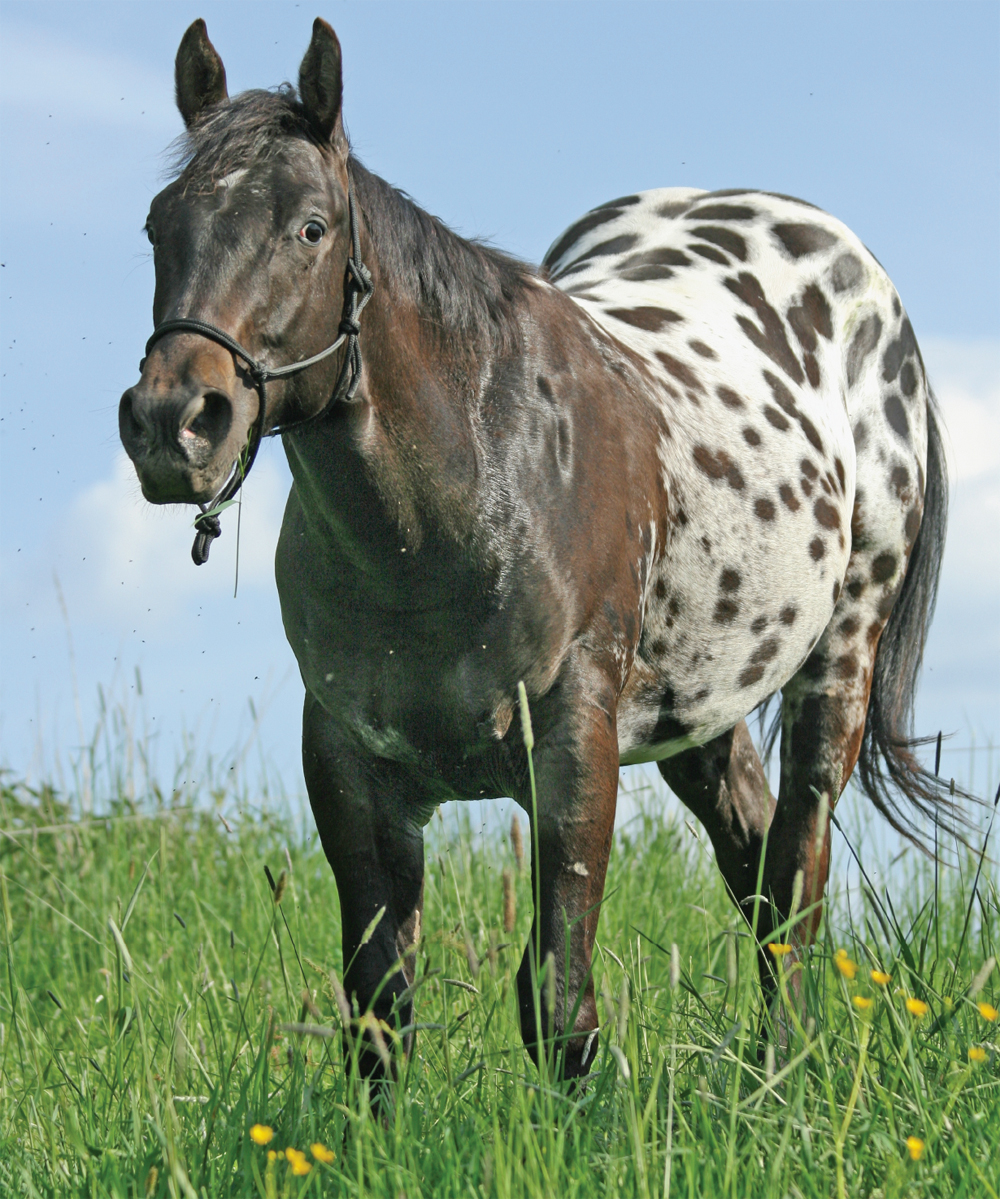 Image Credit Shutterstockcom Appaloosas are light horses with beautiful - photo 7