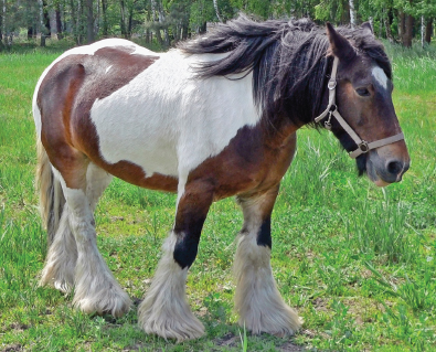 Image Credit Achim PrillPhotoscom Draft horses are used on farms Miniature - photo 8