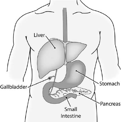 The pancreas is located behind the lower part of the stomach Beta cells within - photo 2