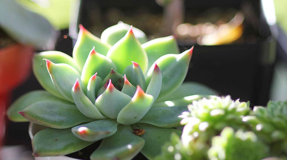 Photo Echeveria Tippy showing off her bright red leaf tips in early winter - photo 1