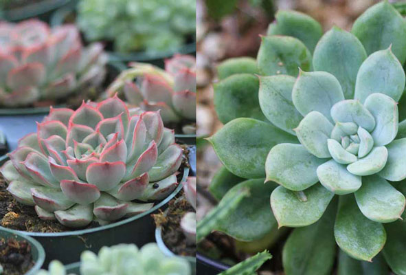 Photo Echeveria pulidonis in winter vs summer This book will help you - photo 2