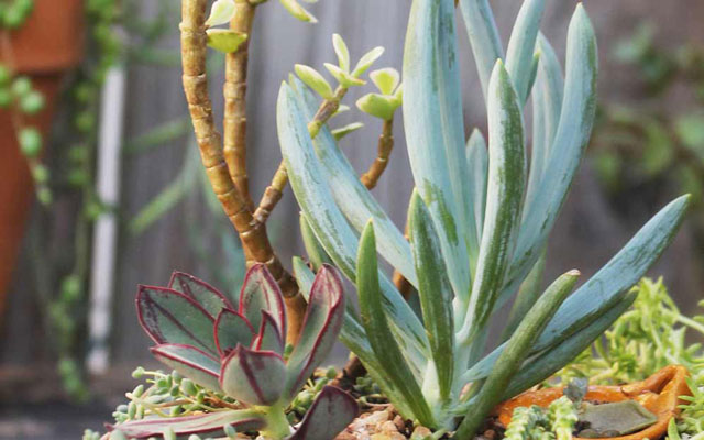 Photo Farina smudged on Senecio mandraliscae Blue Chalksticks Those new to - photo 3