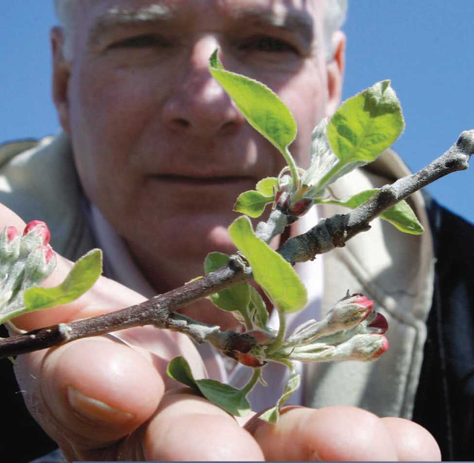 When crop failures caused by weather or plant disease decrease the food supply - photo 8