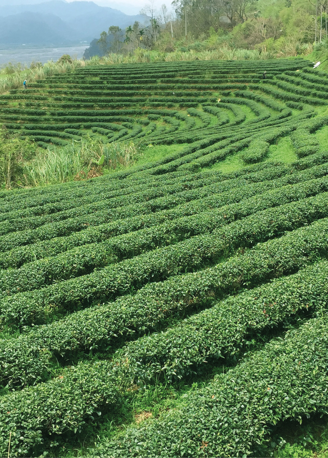 I ntroduction C In both Britain and France where I grew up tea is a classic - photo 3