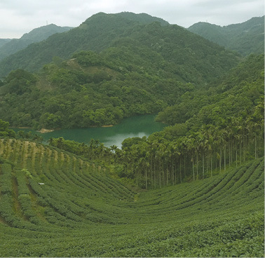 It is in Taiwan that the ancient traditions of cultivation and processing have - photo 5