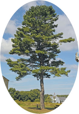 The eastern white pine is the state tree of Maine and Michigan Contents - photo 4