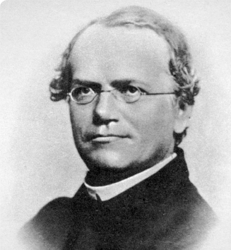 Gregor Mendel 1865 Mendel chose to conduct his studies with the edible pea - photo 3