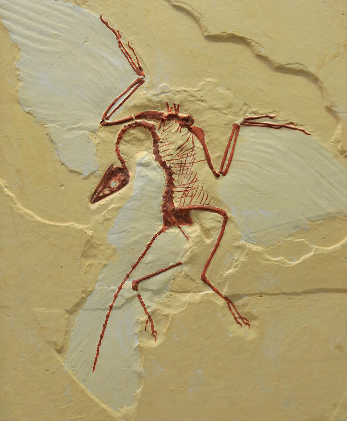 Some fossils of Archaeopteryx lithographica are particularly well preserved - photo 8