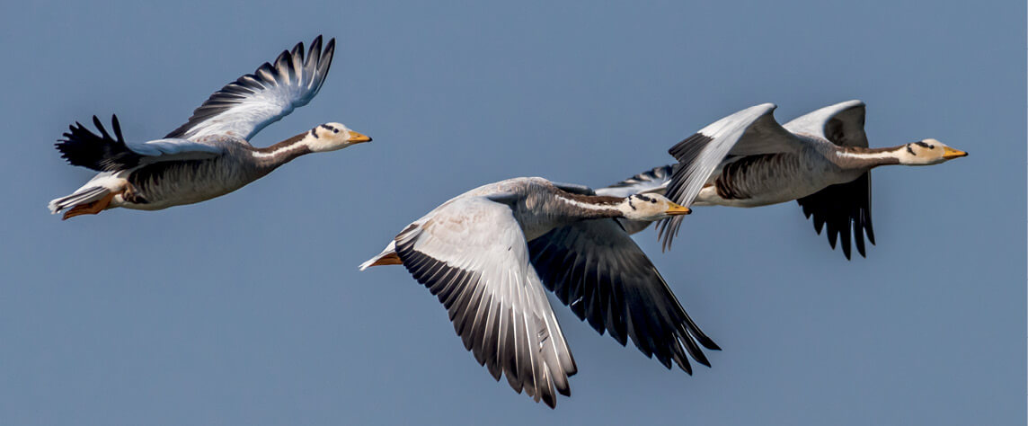 Bar-headed geese can fly over Mount Everest the highest mountain in the world - photo 5