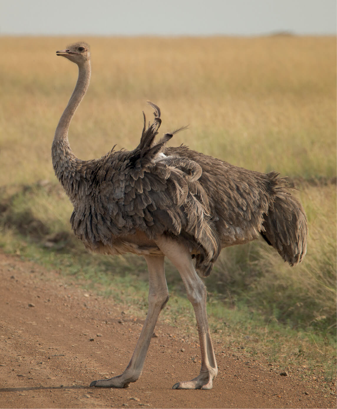 Ostriches which are native to Africa are the worlds largest living birds - photo 7