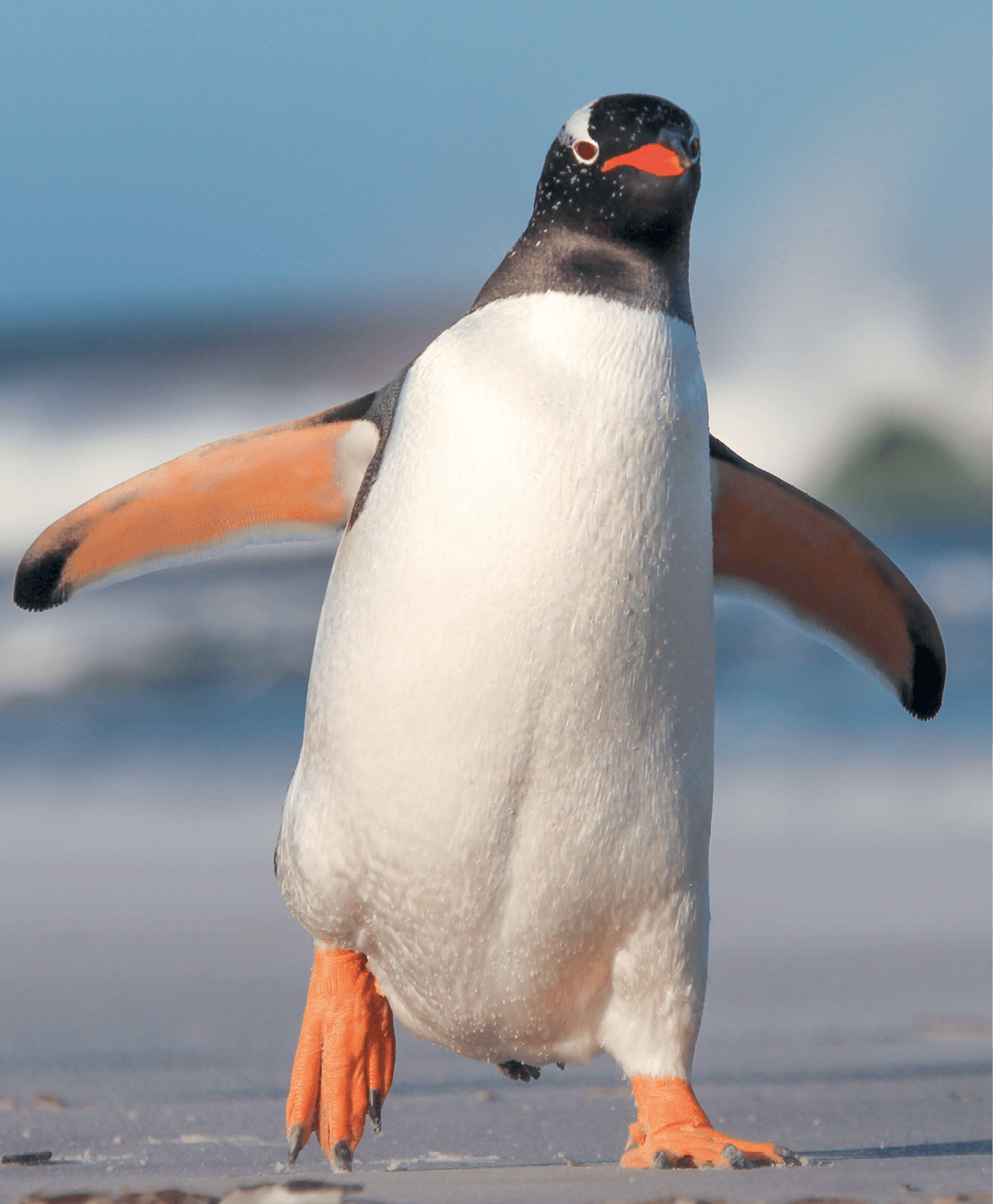 A gentoo penguin enjoys a walk on a beach in the Falkland Islands - photo 4