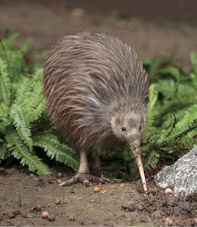 The flightless kiwi is endemic to New Zealand which means it lives nowhere - photo 6