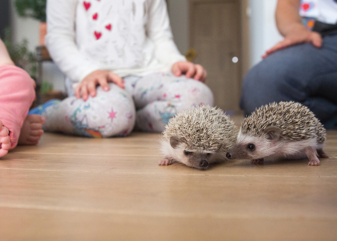 Hedgehogs are sometimes called pogs or hedgies CHAPTER 2 HEDGEHOGS AS PETS - photo 9